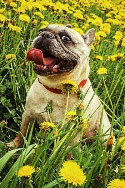 A French Bulldog in a field of yellow flowers