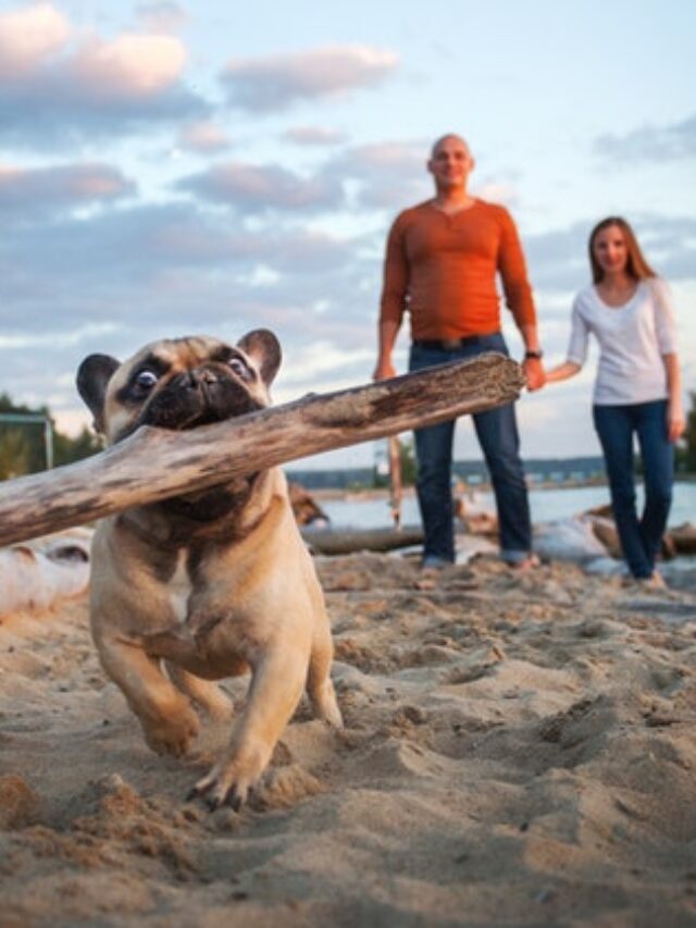9 Most Common Frenchie Behavior Problems