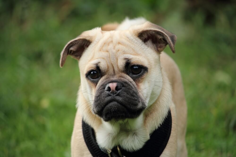 Discover The Retro Pug What Makes It Retro 