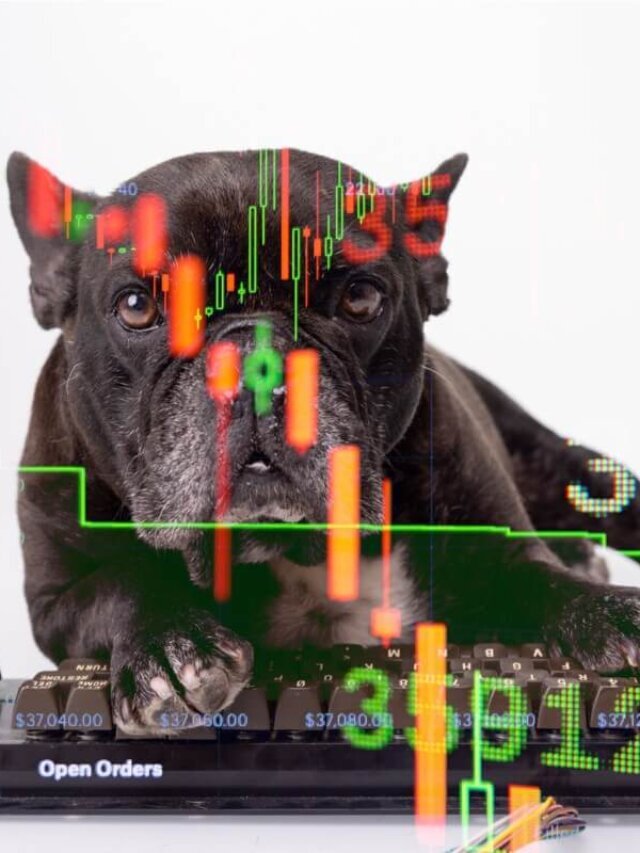 3 Reasons why Frenchies are so Expensive