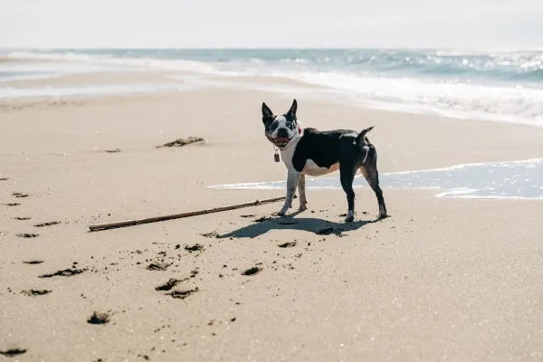 A Boston Terrier on the beach