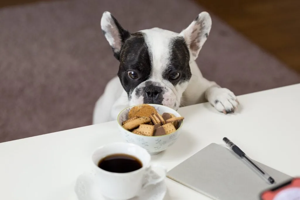 A French Bulldog next to a bowl of crackers and cup of coffee