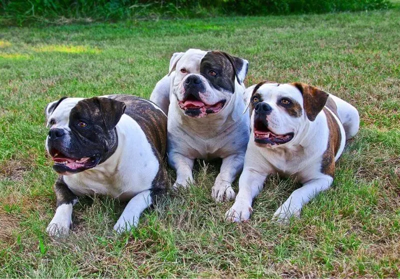 3 American Bulldogs laying down in the grass together