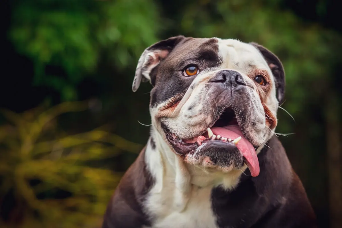 A Black & White Olde English Bulldogge in nature