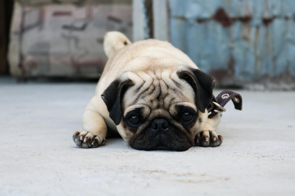 Pug History Origins How The Pug Has Evolved Pug History Origins How The Pug Has Evolved