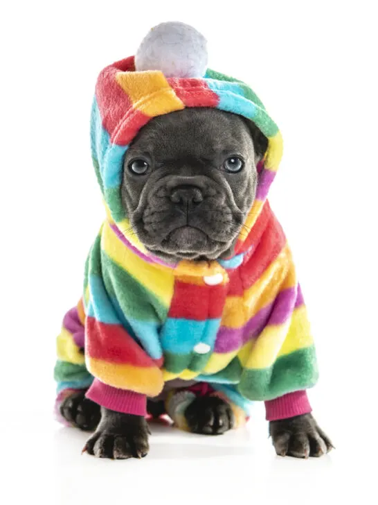 A Black French Bulldog wearing colorful pajamas